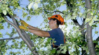 tree service edmonton Alberta Arborists