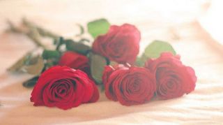 beautician edmonton Red Rose Beauty Salon & Spa