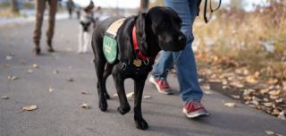 cat trainer edmonton Aspen Service Dogs Inc.